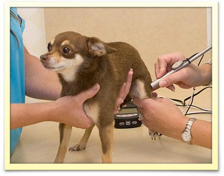 K-Laser Therapy for Jupiter Dogs and Cats