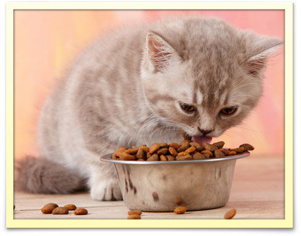 Dog and Cat Food and Health