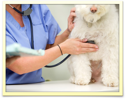 Pet Wellness in Jupiter, FL