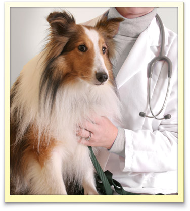 Palm Beach County Veterinary Care
