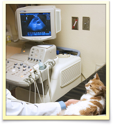 Diagnostic Services offered by Native Palm Animal Hospital