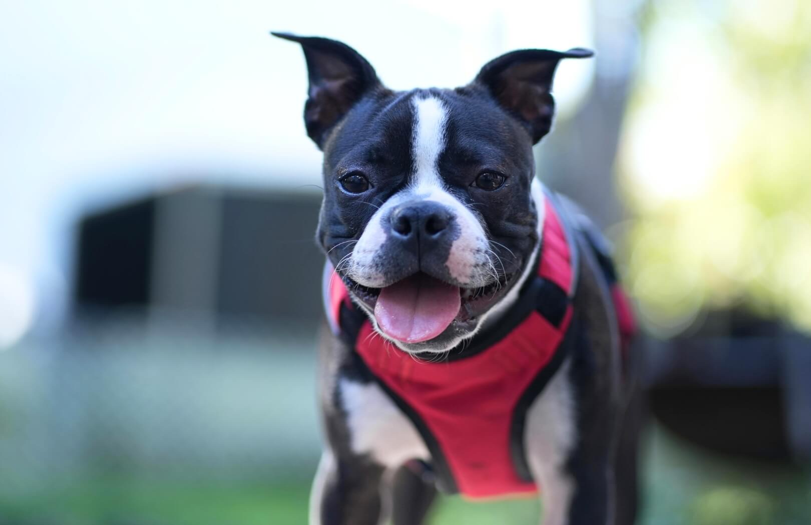 A black and white dog is wearing a bright red harness