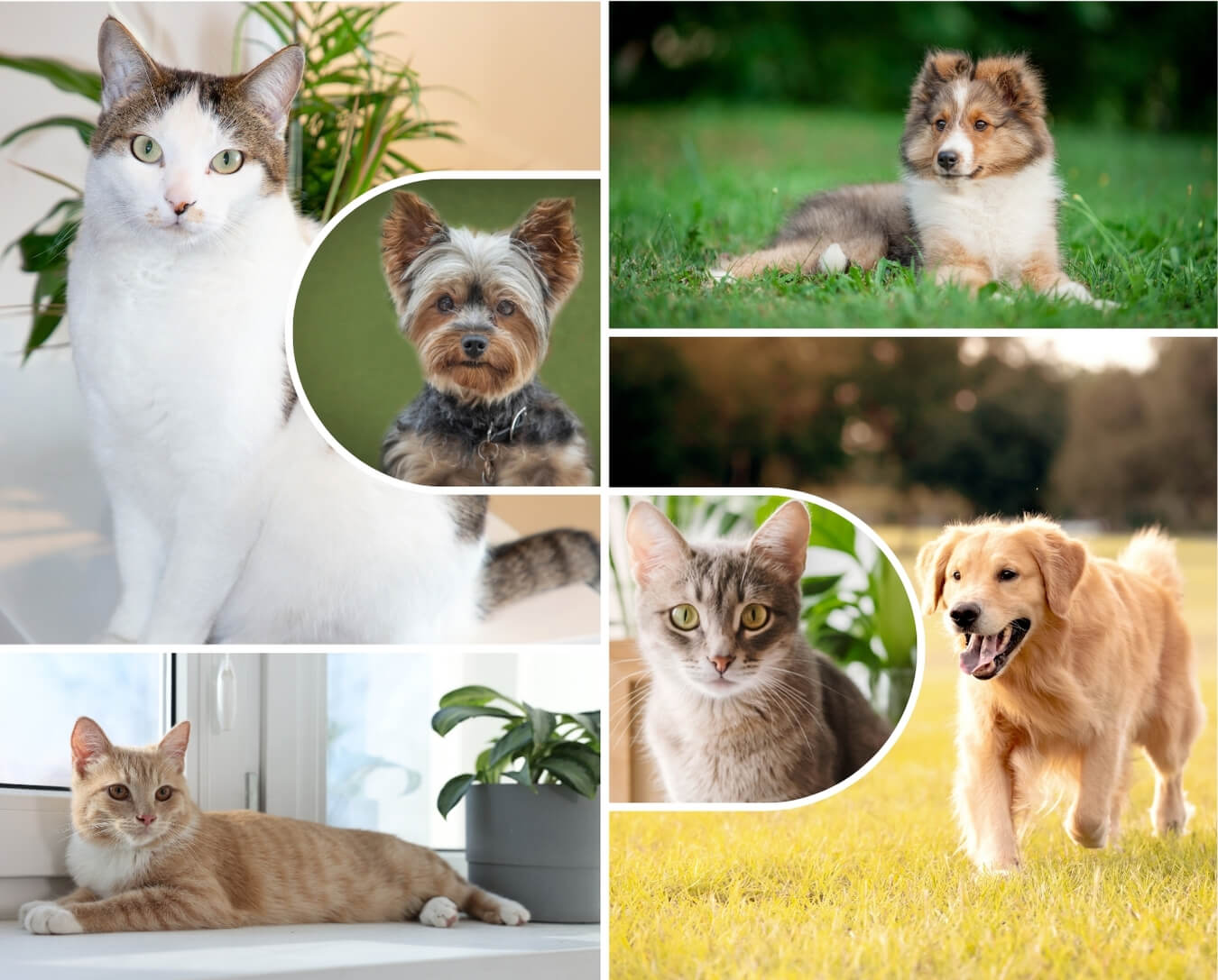 A vibrant collage featuring various breeds of dogs and cats
