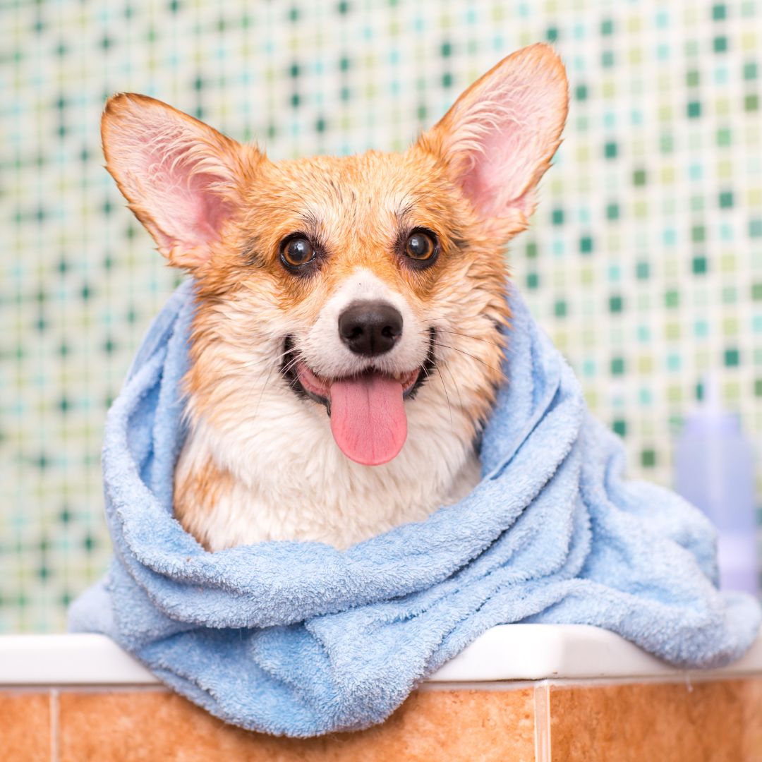 Freshly Bathed Dog
