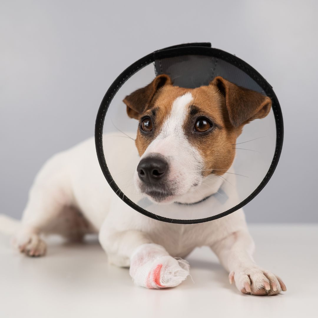 Jack Russell Terrier dog with a bandaged paw in a cone collar