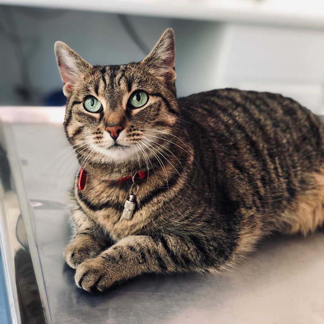 Brown Tabby Cat Lying On the Table