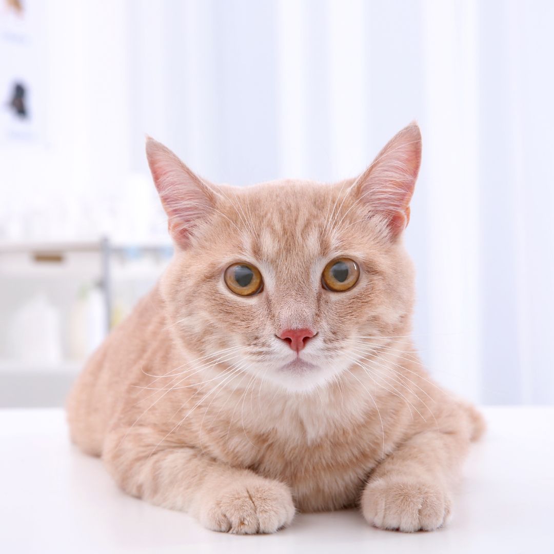 a cat sitting on the table
