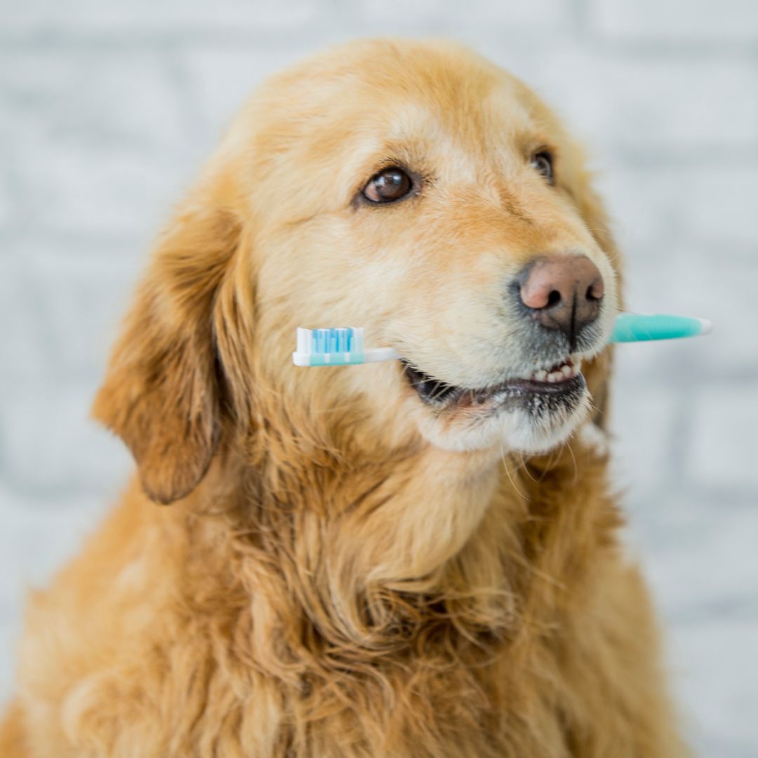 a dog holding brush in mouth