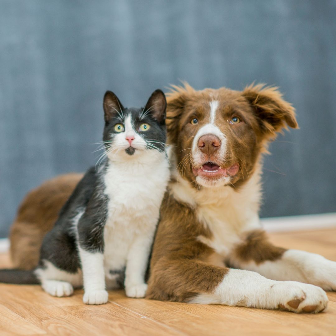 cat and dog sitting on the floor