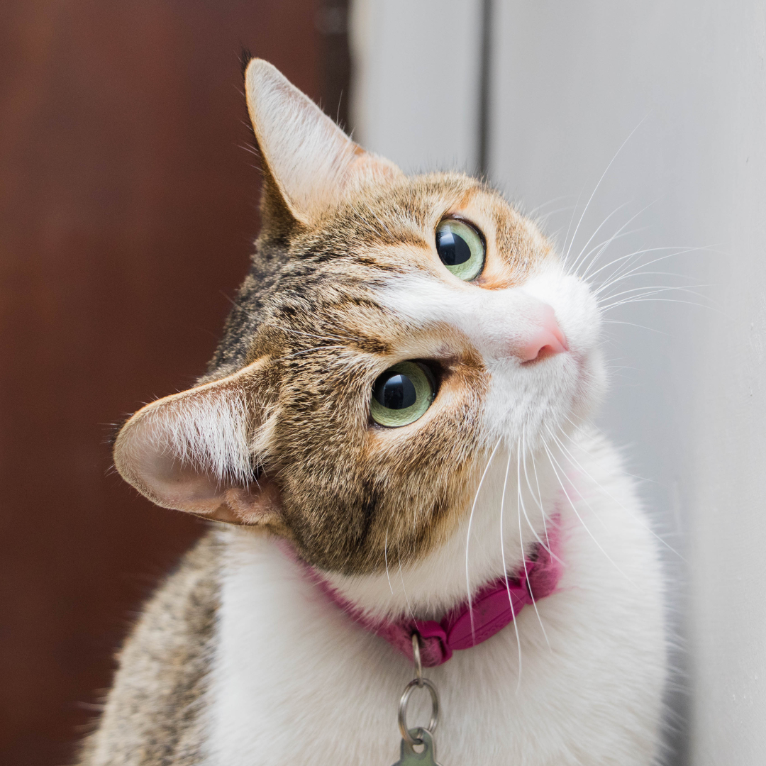 cat wearing a collar